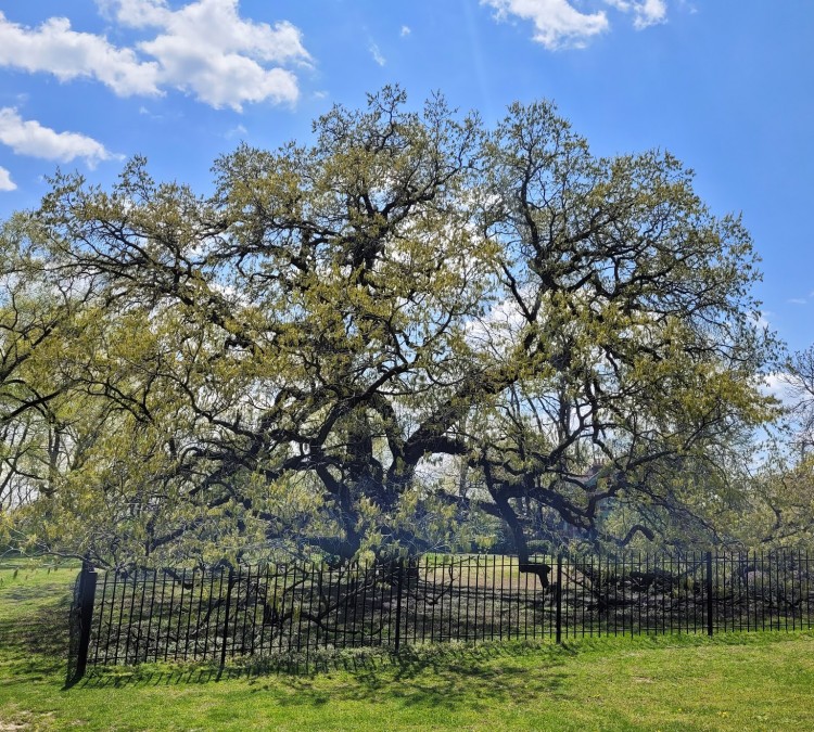 giant-oak-park-photo